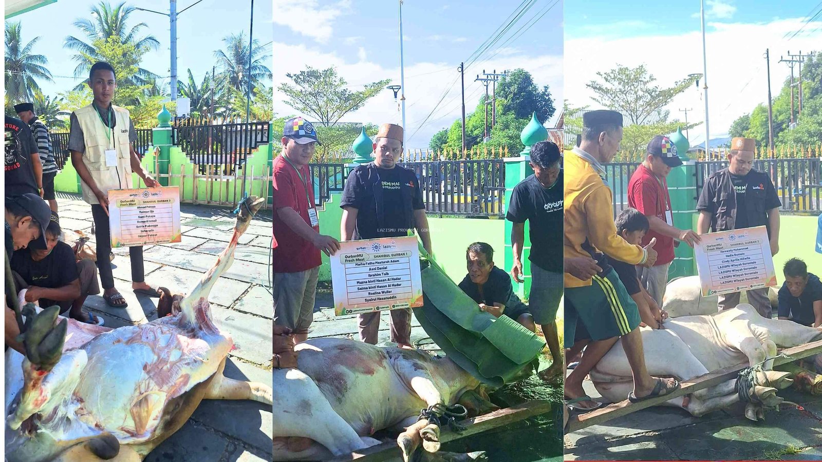 Program QurbanMU Freshmeat oleh LazisMU Gorontalo Berlangsung Cepat dan Tepat